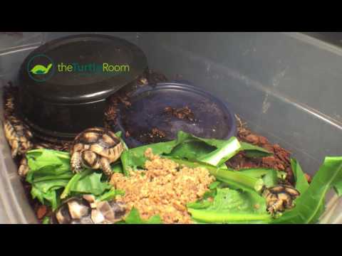 YouTube reptile video