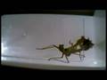 Praying Mantis Vs. Spider [mortal Kombat]