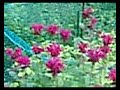 Hummingbird 7/16/07 Hummingbird 7/16/07