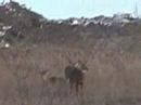 Oh Deer Me Oh Deer Me
