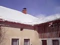 roller pigeon