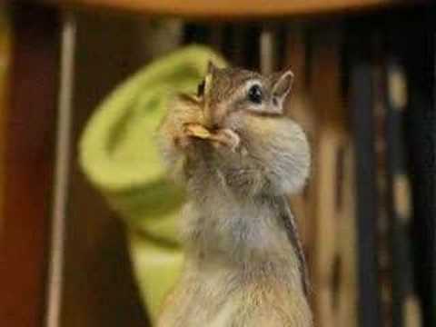 リスがほっぺパンパン！Youtube(ゆーちゅーぶ)・Dailymotion動画