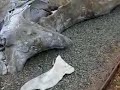 blue whale