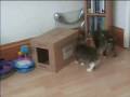 Kittens Playing