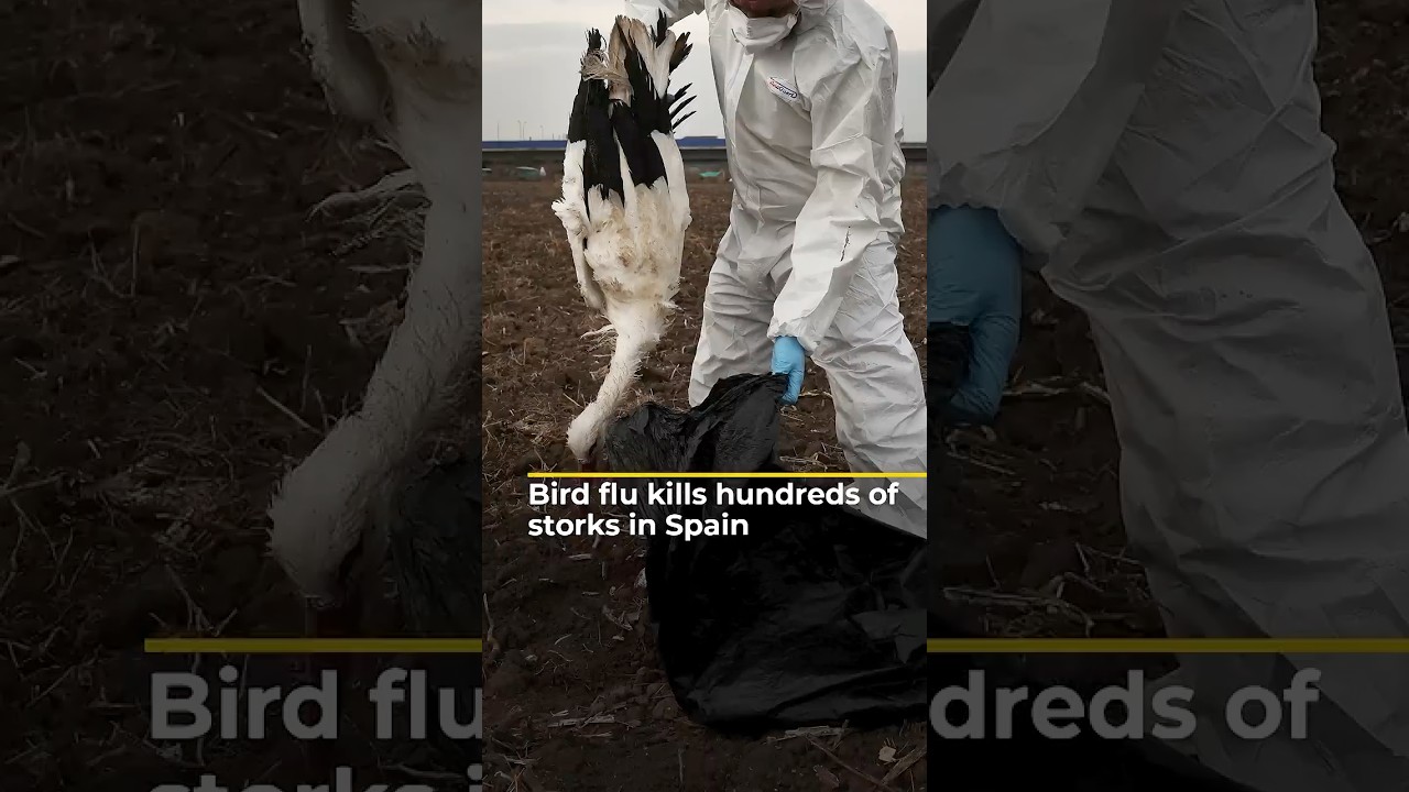 Bird flu kills hundreds of storks in Spain | #ajshorts
