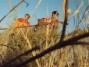 Clipe - Luz na terra