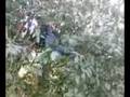 videos de Tree Flip 2
