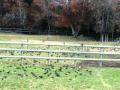 Birds-Oct-23-09