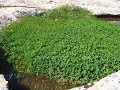 Semyan Adar - Yar li min Semyan Adar - Yar li min