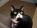 Tuxedo Cat Chattering Clicking his Jaws