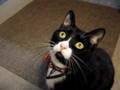 Tuxedo Cat Chattering Clicking his Jaws