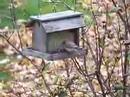 birdwatching.html