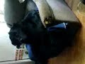 Taboo guckt Fernsehen und ich rülpse Taboo guckt Fernsehen und ich rülpse