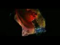 Diablo 2 LoD Ending High Quality
