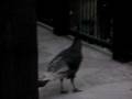 Wild Turkey at 2008 Audi Birds of Prey World Cup