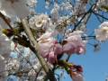 La Flor del Sakura