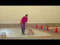 Goldendoodle Training - Diesel Boot Camp Graduate