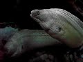 Acuario de Gij�n