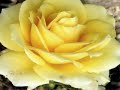 Ernesto Cortazar - Between Thorns & Roses Ernesto Cortazar - Between Thorns & Roses