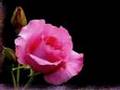 Ernesto Cortazar - Between Thorns & Roses