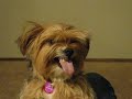 Wookie Snot Bubble Wookie Snot Bubble