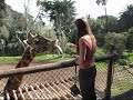 Giraffe Feeding (part 2) Giraffe Feeding (part 2)