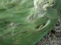 Dead Rose-ringed Parakeet (Psittacula krameri) in Koekelberg (Brussels, Belgium)