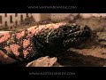 Viva the Night for Gila Monster Lovers