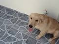 Buddy com 5 meses e 6 dias
