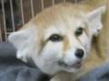 キツネ Wild Fox in a Japanese Pet Store (Only in Japan!)