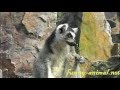 Petting ring-tailed lemur