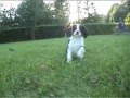 Cavalier King Charles