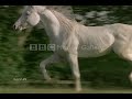 Horses - I Hope You Dance Horses - I Hope You Dance
