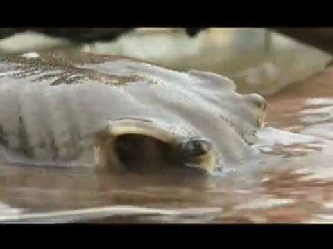 Arraia Gigante - National Geographic