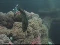 Scuba diving the Oil Platform Grace, Calif 2006
