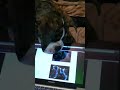 Click here to watch this video mail order doggie bride