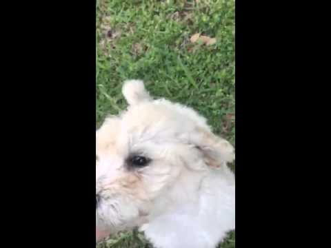 Meet Teddy! Male Standard Poodle