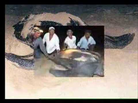 Rescatando a una tortuga