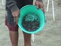 Rescatando a una tortuga
