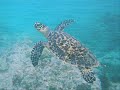 Rescatando a una tortuga