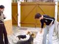 Airedale Terrier video