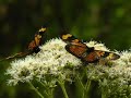 mariposas silvio rodriguez   video 