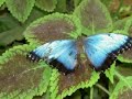 mariposas silvio rodriguez   video 