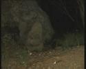 Le Grand duc Les ailes du sphinx