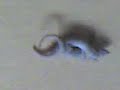 flogar flogar