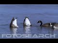 Wonderful Geese