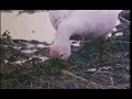 A video i put together really quick...featuring geese and Paolo Conte!!! I love gooses and i fell in love with that song the first time i heard it!!!enjoi!!!Via, via, vieni via di quiniente pi ti lega a questi luoghineanche questi fiori azzurri... via, via, neanche questo tempo grigio pieno di musiche e di uomini che ti son piacuti, (rit.) It's wonderful, it's wonderful, it's wonderfulgood luck my babeit's wonderful, it's wonderful, it's wonderfulI dream of you... chips, chips,Du du du du duCi bum ci bum bumDu du du du duCi bum ci bum bumDu du du du duVia, via, vieni via con meentra in questo amore buio, non perderti per niente al mondo... via, via, non perderti per niente al mondo lo spettacolo d'arte varia di uno innamorato di teIt's wonderful, it's wonderful, it's wonderful good luck my babeit's wonderful, it's wonderful, it's wonderfulI dream of you... chips, chips,Du du du du duCi bum ci bum bumDu du du du duCi bum ci bum bumDu du du du duVia via Vieni via con me.Entra in questo amore buioPieno di uomini.Via viaEntra e fatti un bagno caldoC'è un accappatoio azzurroFuori piove, è un mondo freddo.It's wonderful, It's wonderful, It's wonderfulGood luck my babeIt's wonderful, It's wonderful, It's wonderfulI dream of youChips chips chipsDu du du du duCi bum ci bum bumDu du du du duCi bum ci bum bumDu du du du du