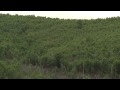 Saving Sumatra’s Peatland Forests