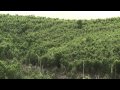 Greenpeace - Saving Sumatra's Peatland Forests