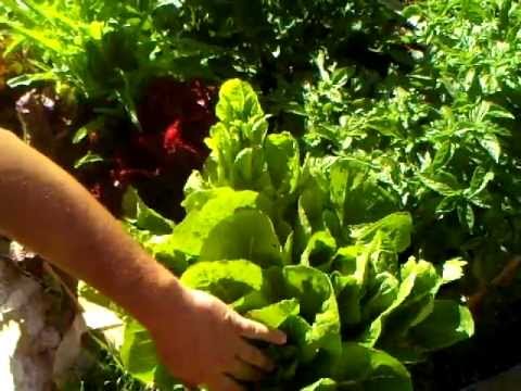 how to harvest lettuce from a garden